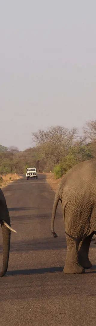 Elefanten haben Vortritt